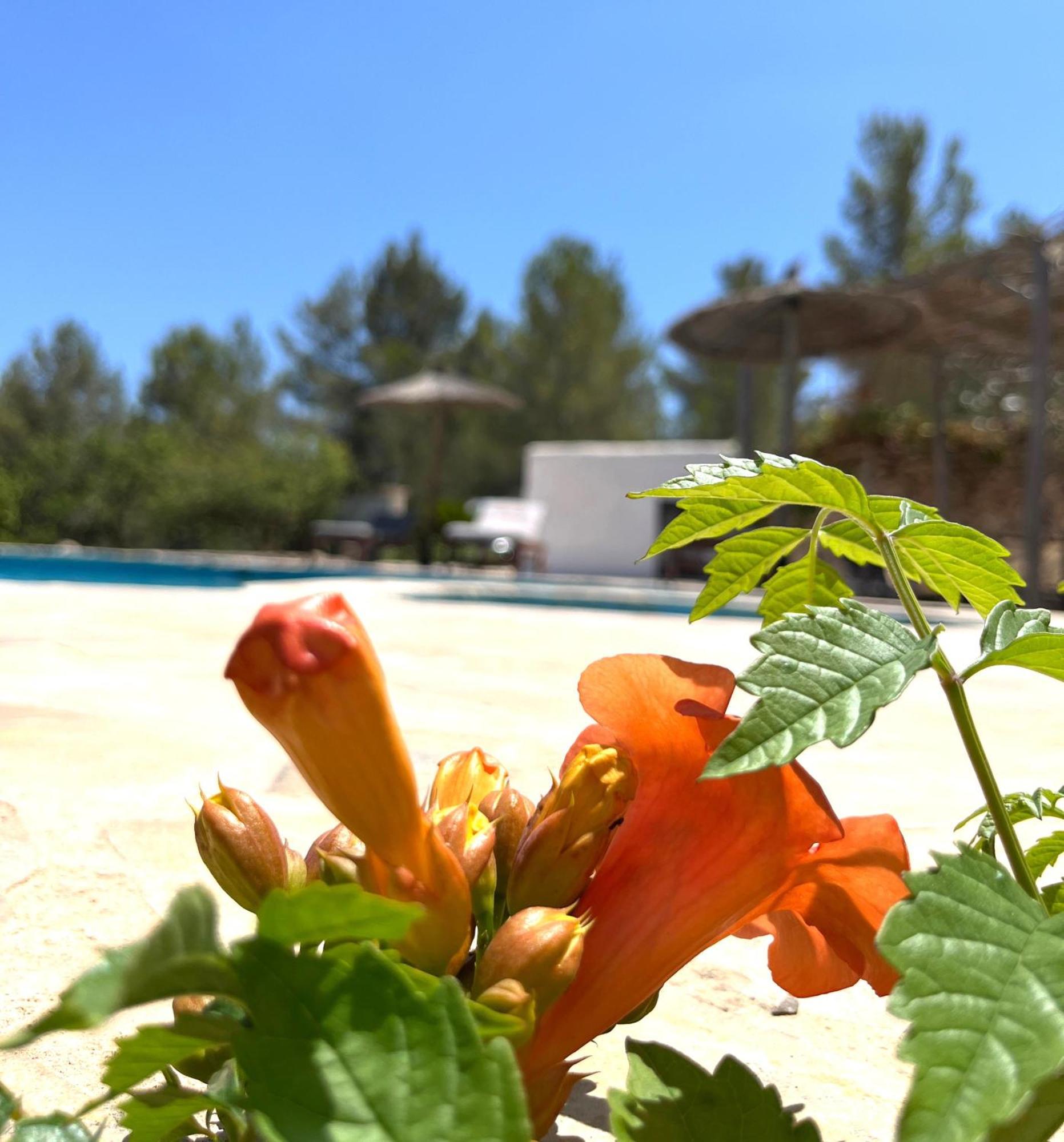 Villa Can Mestreso Suite Ibiza サン・ホアン・デ・ラブリチャ エクステリア 写真